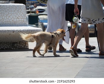 The Owner Walks The Dog In Extreme Heat Of Summer. Danger Of Overheating, Sunstroke For The Animal. Pet Life Concept.