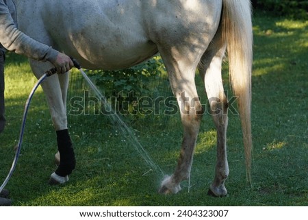 Owner washing his horse with hose, water spraying to animal foot and hoof