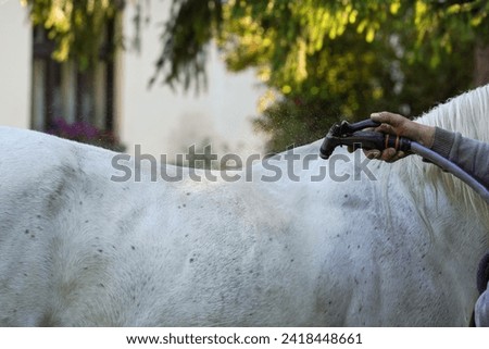 Owner washing his horse with hose, water spraying to white animal back