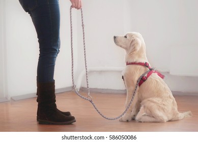 Owner Woman Gives A Command To Her Attentive Golden Retriever Puppy On A Leash In Red Lead During The Dog Training Education Process In Hall With White Walls. Dog Looks At Its Owner.