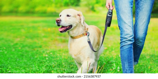 Owner Woman Walking Her Golden Retriever Stock Photo 2156387937 ...