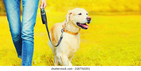 Owner Woman Walking With Her Golden Retriever Dog On Leash In Autumn Park