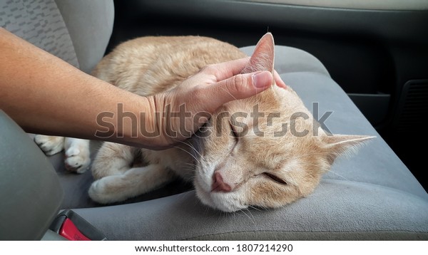 owner\'s hand petting a young cat who lying on\
passenger seat inside the\
car.