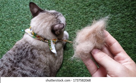 owner's hand showing pet fur clump after grooming cat. - Shutterstock ID 1737582068
