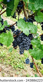 owoce ciemnego winogrona w deszczowym popołudniu Dark grape frui