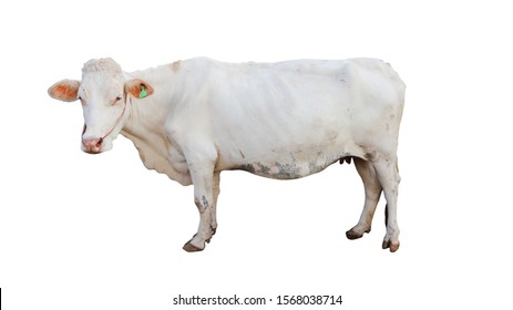 Ox Ahead 图片 库存照片和矢量图 Shutterstock