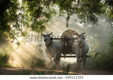  Ox cart in Bagan, Myanmar