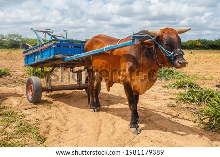 ox in the cart in the field of Northeast Brazil