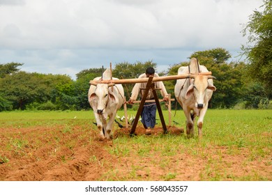 Ox cart ploughing the furrow in Bagan, Myanmar - Shutterstock ID 568043557
