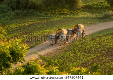 Ox carts in myammar