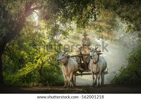 ox carts in Myanmar 