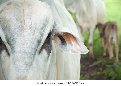 Ox,  Cow And A Calf. Complete Family. Whole Family On The Farm