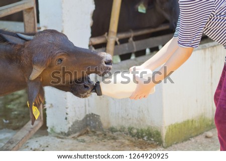 Similar – Little baby cow feeding from milk bottle.