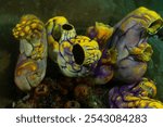 Ox heart ascidian, gold-mouth sea squirt or ink-spot sea squirt (Polycarpa aurata) Papua, Indonesian