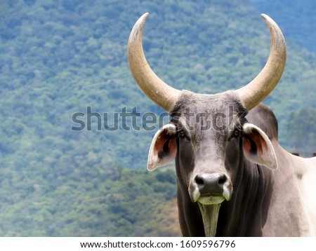Ox looking at the camera. Long Horned Ox