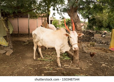 Ox With Orange Painted Horn Tied In The Shade Near Farmer House Marathwada Region Satara District Maharashtra State India
Clicked On 6th July 2018
