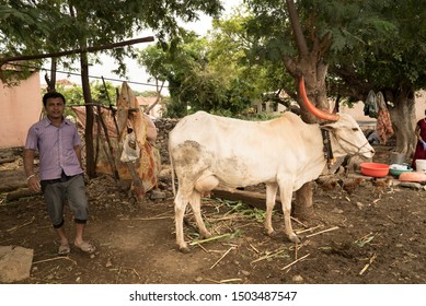 Ox With Orange Painted Horn Tied In The Shade Near Farmer House Marathwada Region Satara District Maharashtra State India
Clicked On 6th July 2018
