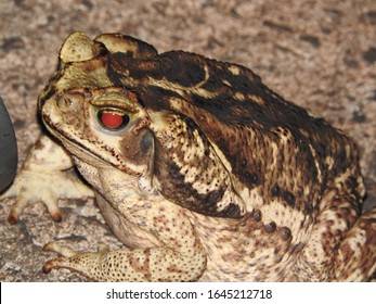 The Ox Toad, Rococo Or Cururú, Is A Species Of Large Toad Of The Family Bufonidae.