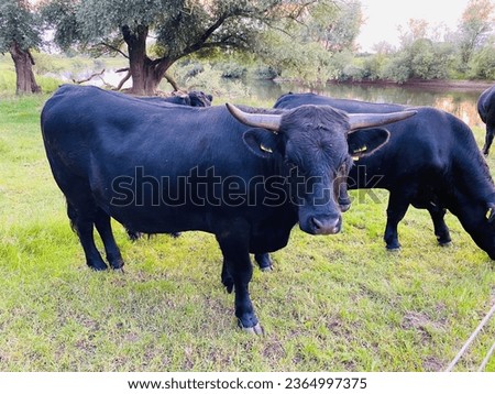 ox wildanimal grass outside germany