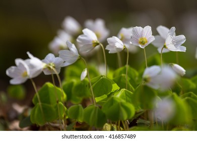 Oxalis Acetosella