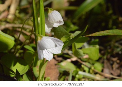 Oxalis flower - Shutterstock ID 737923237