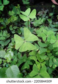 Oxalis Latifolia Is Native To Mexico But Has Been Widely Introduced In Africa, Asia And Australia. It Is Listed As A Weed.