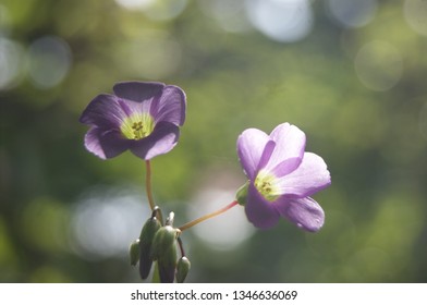 Broadleaf Wood Sorrel Hd Stock Images Shutterstock Broadleaf Wood Sorrel Hd Stock Images Shutterstock