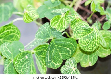 Oxalis Martiana, woodsorrel, Bulbous, acaulescent, perennial house plant - Shutterstock ID 2393642591
