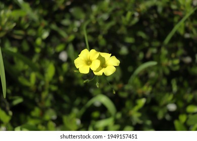 Oxalis Pes-caprae Is A Species Of Tristylous Yellow-flowering Plant In The Wood Sorrel Family Oxalidaceae.