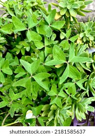 Oxalis Pes-caprae Is A Species Of Tristylous Yellow-flowering Plant In The Wood Sorrel Family Oxalidaceae