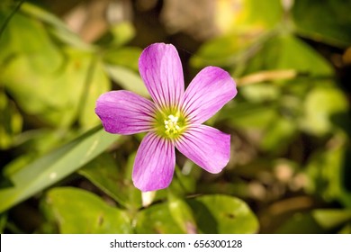 Red Flower Woodsorrel Images Stock Photos Vectors Shutterstock Red Flower Woodsorrel Images Stock Photos Vectors Shutterstock