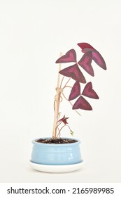 Oxalis Plant In Blue Ceramic Pot