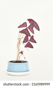 Oxalis Plant In Blue Ceramic Pot