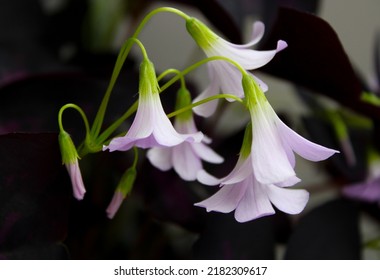 Oxalis Plant With Purple Flowers In Summer 