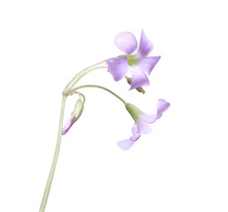 Oxalis Or  Purple Shamrock Or Love Plant Flowers. Close Up Pink-purple Flower Bouquet Isolated On White Background.