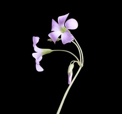Oxalis Or  Purple Shamrock Or Love Plant Flowers. Close Up Blue-purple Flower Bouquet Isolated On Black Background.