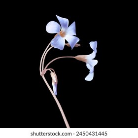 Oxalis or  Purple shamrock or Love plant flowers. Close up blue-purple flower bouquet isolated on black background. - Powered by Shutterstock