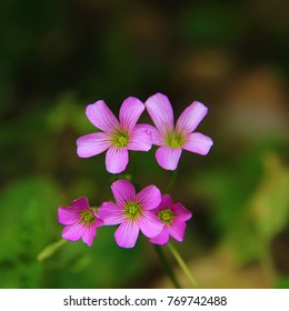 Oxalis Regnellii Atropurpurea, Oxalis Flower