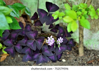 Oxalis Regnellii Atropurpurea In The Garden