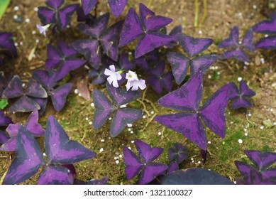 Oxalis Regnellii Flowers