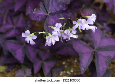 Oxalis Regnellii Flowers