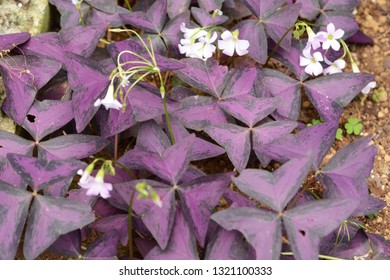 Oxalis Regnellii Flowers