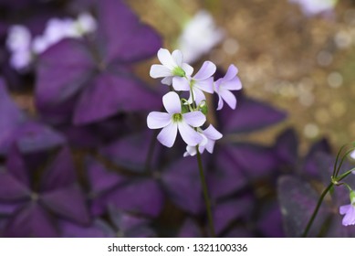 Oxalis Regnellii Flowers