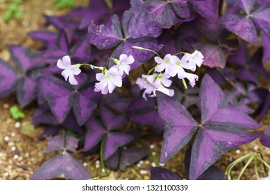 Oxalis Regnellii Flowers