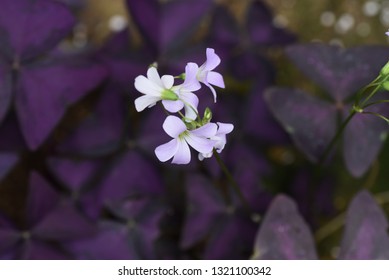 Oxalis Regnellii Flowers