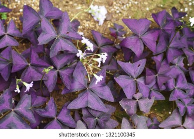 Oxalis Regnellii Flowers