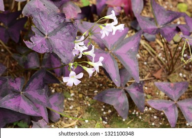 Oxalis Regnellii Flowers