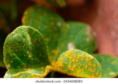 Oxalis rust affects the leaves of an oxalis plant, marking it with yellow spots