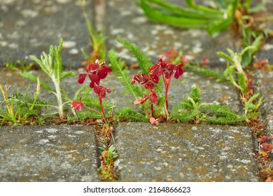 Oxalis Spiralis, Spiral Sorrel, Is Plant Of Genus Oxalis, Member Of Wood Sorrel Family Oxalidaceae.