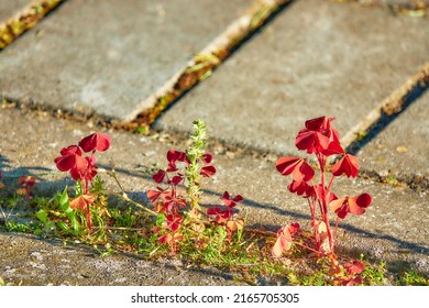 Oxalis Spiralis, Spiral Sorrel, Is Plant Of Genus Oxalis, Member Of Wood Sorrel Family Oxalidaceae.